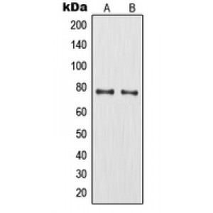 LifeSab™ MMP9 Rabbit pAb (50 µl)