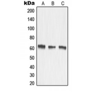 LifeSab™ MMP15 Rabbit pAb (50 µl)