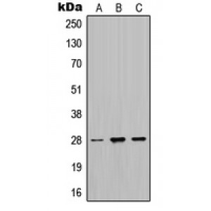 LifeSab™ MPZ Rabbit pAb (50 µl)