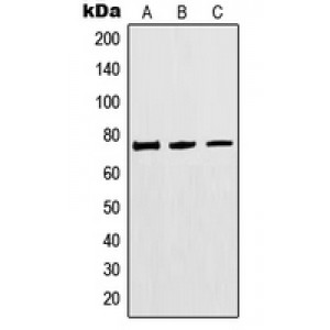 LifeSab™ MTHFR Rabbit pAb (50 µl)