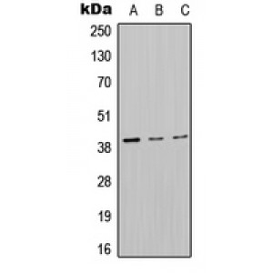 LifeSab™ MT-ND2 Rabbit pAb (50 µl)