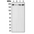 LifeSab™ MUC1 (pY1229) Rabbit pAb (50 µl)