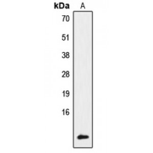 LifeSab™ NDUFA4 Rabbit pAb (50 µl)