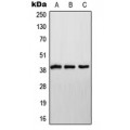 LifeSab™ NDUFA9 Rabbit pAb (50 µl)