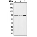 LifeSab™ NOTCH2 Rabbit pAb (50 µl)