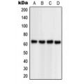 LifeSab™ NPAS1 Rabbit pAb (50 µl)