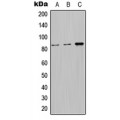 LifeSab™ Nephrocystin 1 Rabbit pAb (50 µl)