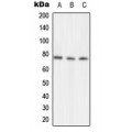 LifeSab™ NSF Rabbit pAb (50 µl)