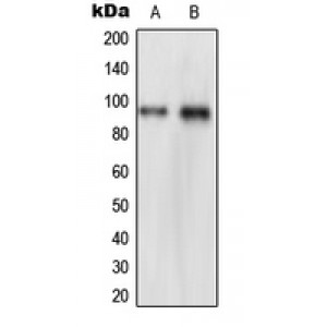 LifeSab™ NVL Rabbit pAb (50 µl)