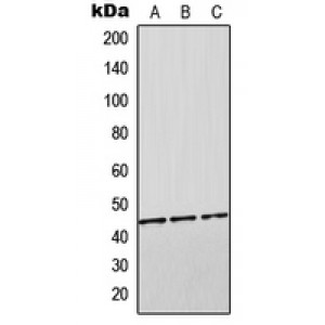 LifeSab™ Orosomucoid 2 Rabbit pAb (50 µl)