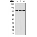 LifeSab™ Contactin 3 Rabbit pAb (50 µl)