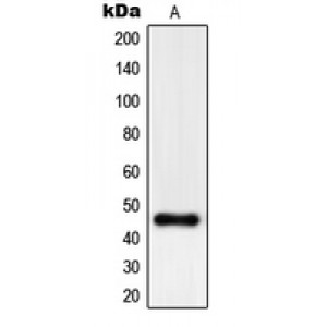 LifeSab™ PHKG1 Rabbit pAb (50 µl)