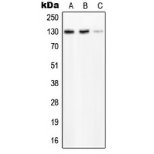 LifeSab™ PLC beta 2 Rabbit pAb (50 µl)