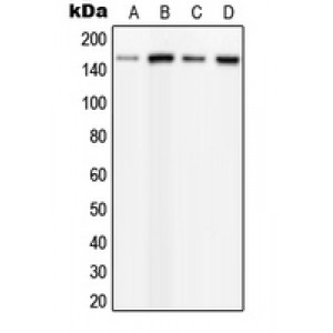 LifeSab™ PLC beta 3 (pS537) Rabbit pAb (50 µl)