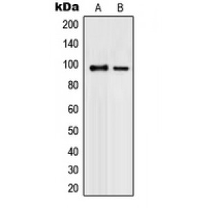 LifeSab™ PML Rabbit pAb (50 µl)