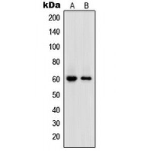 LifeSab™ DNA Polymerase epsilon 2 Rabbit pAb (50 µl)