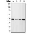 LifeSab™ BRN3C Rabbit pAb (50 µl)