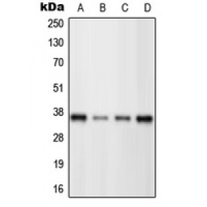 LifeSab™ BRN3C Rabbit pAb (50 µl)