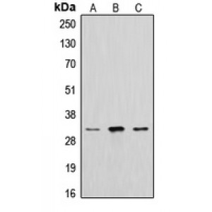 LifeSab™ Cathepsin A 32k Rabbit pAb (50 µl)