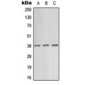 LifeSab™ AMPK gamma 1 Rabbit pAb (50 µl)