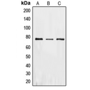 LifeSab™ PKR Rabbit pAb (50 µl)