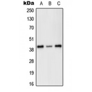 LifeSab™ PRKX Rabbit pAb (50 µl)