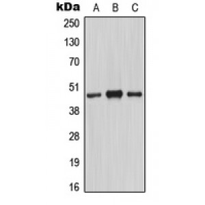 LifeSab™ MASP1 HC Rabbit pAb (50 µl)