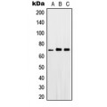 LifeSab™ PGHS-1 Rabbit pAb (50 µl)