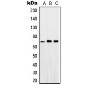 LifeSab™ PGHS-1 Rabbit pAb (50 µl)