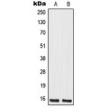 LifeSab™ MRPS12 Rabbit pAb (50 µl)