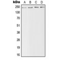 LifeSab™ Nav1.4 Rabbit pAb (50 µl)