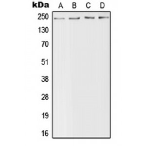 LifeSab™ Nav1.4 Rabbit pAb (50 µl)