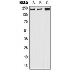 LifeSab™ Nav1.6 Rabbit pAb (50 µl)