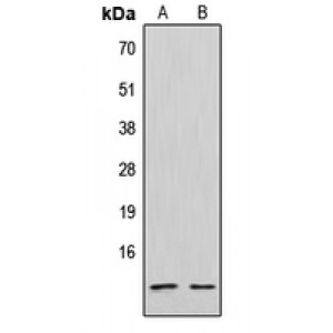 LifeSab™ CXCL12 Rabbit pAb (50 µl)