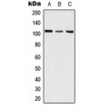 LifeSab™ SWAP Rabbit pAb (50 µl)