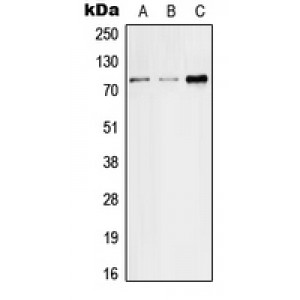 LifeSab™ SGLT2 Rabbit pAb (50 µl)