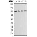 LifeSab™ OCT2 Rabbit pAb (50 µl)