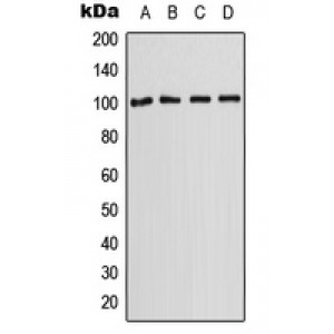 LifeSab™ OCT2 Rabbit pAb (50 µl)