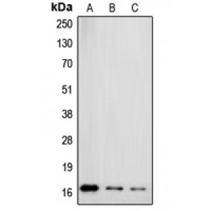 LifeSab™ Gamma-synuclein Rabbit pAb (50 µl)