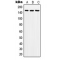 LifeSab™ SOS2 Rabbit pAb (50 µl)