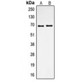 LifeSab™ Osteopontin Rabbit pAb (50 µl)