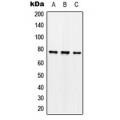 LifeSab™ Synapsin 1 (pS62) Rabbit pAb (50 µl)