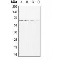 LifeSab™ CD156b Rabbit pAb (50 µl)