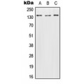 LifeSab™ Contactin 2 Rabbit pAb (50 µl)