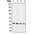 LifeSab™ TAZ Rabbit pAb (50 µl)