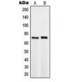 LifeSab™ TCF3 Rabbit pAb (50 µl)