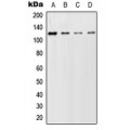 LifeSab™ GCFC2 Rabbit pAb (50 µl)