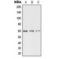 LifeSab™ TERF1 (pS219) Rabbit pAb (50 µl)