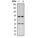 LifeSab™ CHID1 Rabbit pAb (50 µl)