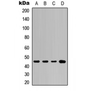 LifeSab™ Cytokeratin 20 Rabbit pAb (50 µl)